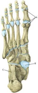Fracture of the sesamoid bone under the toe - Sportnetdoc
