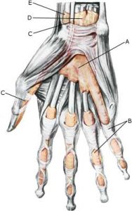 Inflammation of the tendon sheath - Sportnetdoc